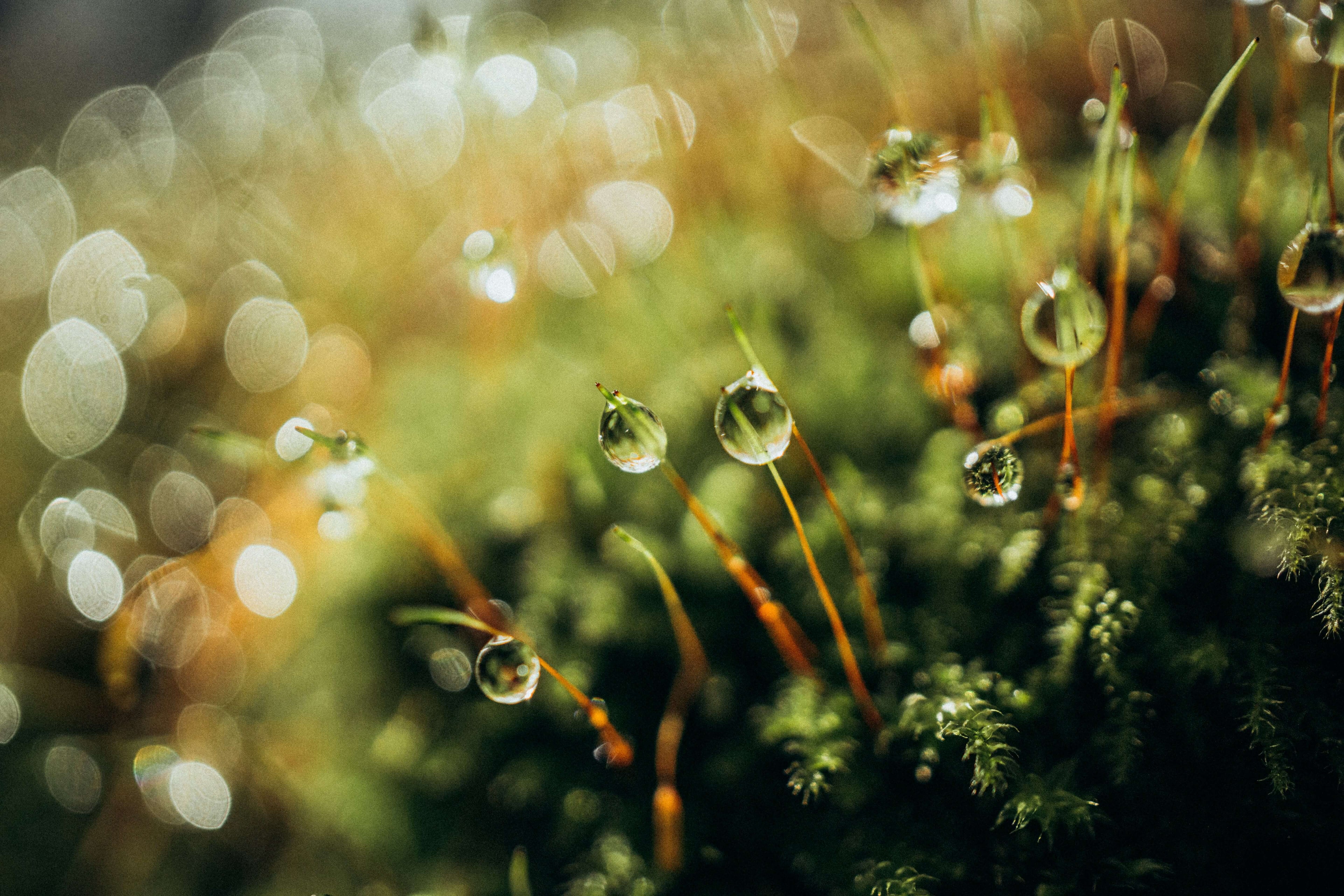 Moss with water droplets on green grass